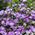 Флокс Phlox subulata ‘Purple Beauty’